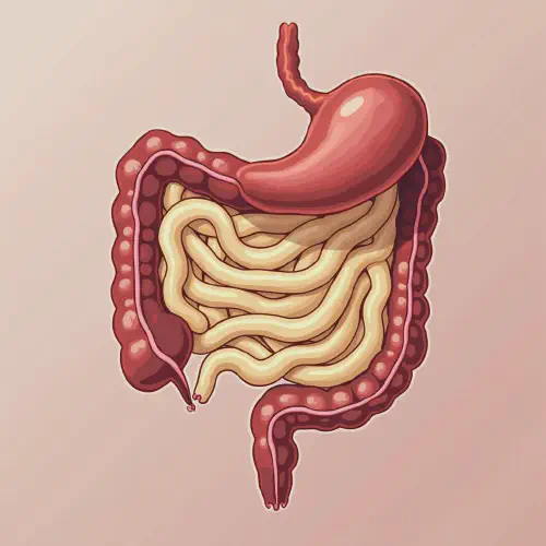 La_importancia_de_la_fibra_en_la_dieta_beneficios_para_la_salud_digestiva.webp
